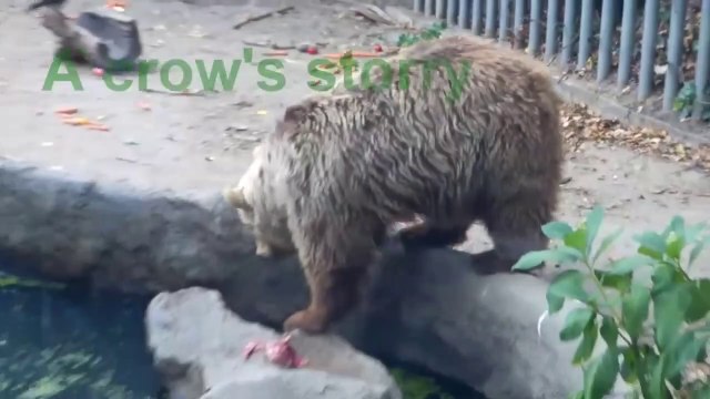 Un ours sauve un oiseau qui se noie dans son enclos