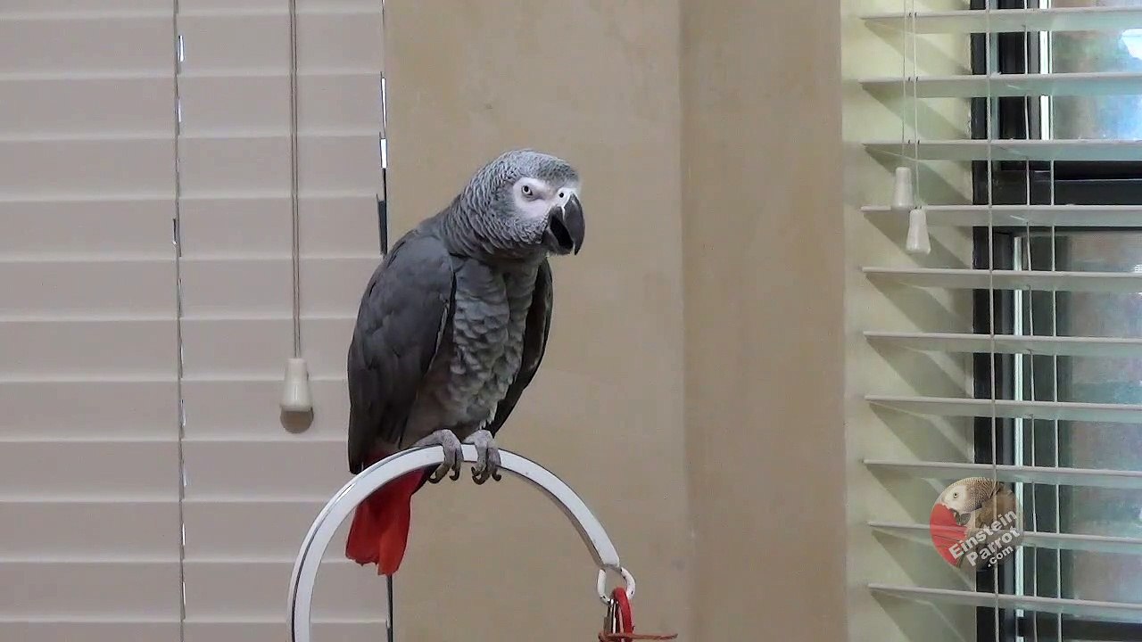 Very demanding parrot in the morning