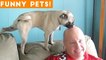 Funniest Pets & Animals of the Week Compilation May 2018 _ Hilarious Try Not to Laugh Animals Fail