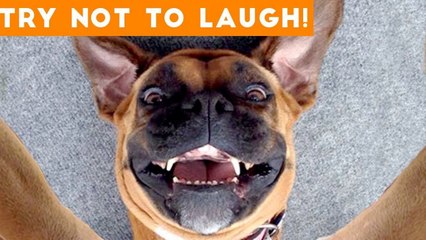 Try Not To Laugh Funniest Animal Compilation 2018 _ Funny Pet Videos