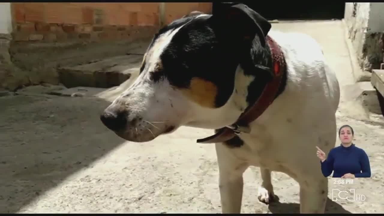 Conozca a Thor, el perrito que perdió la vista por un disparo de escopeta