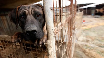 Realizan en Escobedo el primer juicio por maltrato animal