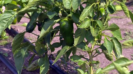 Vert Demain | Cultiver un jardin et un verger...à l'école