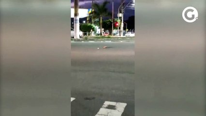 Tartaruga é flagrada fora de unidade de conservação em Vitória