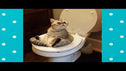 Hilarious Cat Viral Videos Funny Babies And Pets