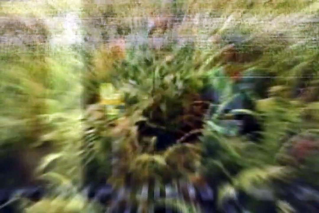 MVGEN: Solitude  :  Beans For Breakfast