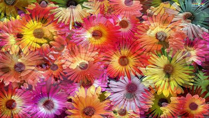 The Most Beautiful Gerbera Daisy Flowers in the World