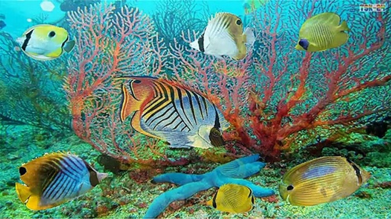 Beautiful Coral Reef Fish