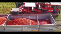 How Tomato Ketchup Is Made, Tomato Harvesting And Processing Process