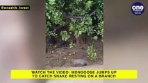 Mongoose jumps up to catch snake resting on a branch