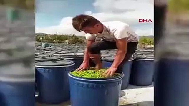 Çıplak ayakla turşuluk biberleri ezen gencin görüntüsü tepki topladı