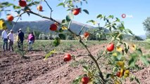 Bakanlık hibesiyle dikilen kuşburnular ilk meyvelerini verdi