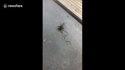 US father and son horrified as parasitic worm wriggles out of cricket's corpse