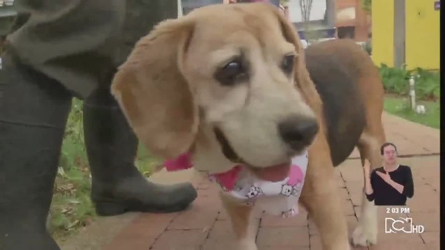 Adopción de perros viejitos : ellos también merecen un hogar