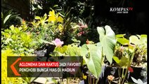 Aglonema dan Kaktus Jadi Favorit Penghobi Bunga Hias di Madiun