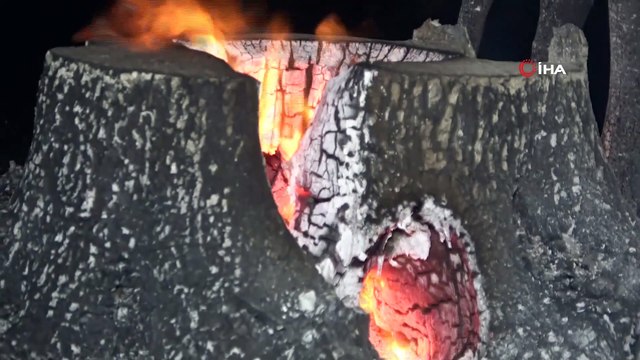 Gövdesinin içi alev topuna dönen zeytin ağaçları saatler içinde küle döndü