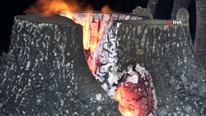 Gövdesinin içi alev topuna dönen zeytin ağaçları saatler içinde küle döndü