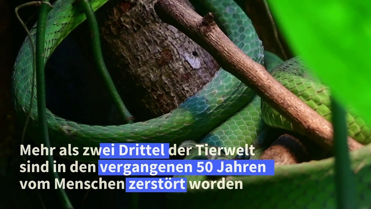 WWF: Mehr als zwei Drittel der Tierwelt seit 1970 vernichtet