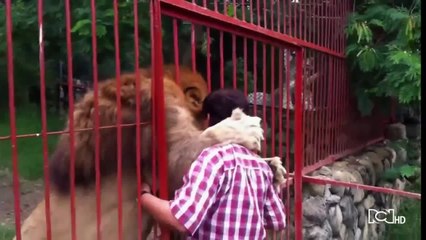 Aumenta el optimismo sobre la recuperación del león ‘Júpiter’