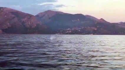 "Catturata" balena nel mare di Maratea