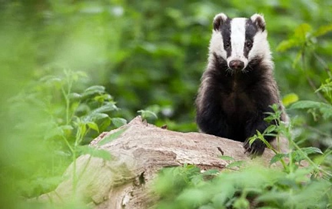 Times Radio with Carole Walker 9Sep20 - the badger cull