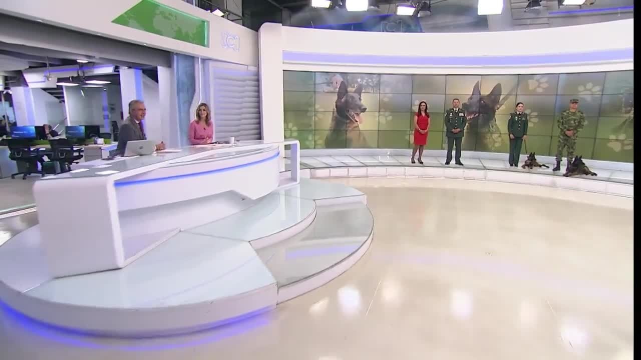 Así puede adoptar un perro que trabajó en el ejército