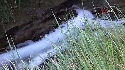 Tekstil fabrikasının atıkları binlerce balığın ölümüne sebep oldu