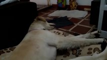 El curioso video que demuestra que los perros son interesados