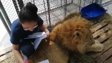 “Jupiter no estás solo”: niños envían cartas al león enfermo