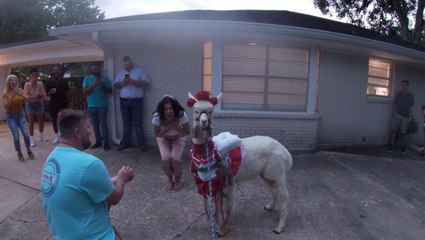 A Party, Alpacas AND A Proposal!