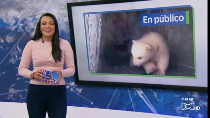 ¡Tierna exhibición! cachorro de oso polar es presentado en Dinamarca