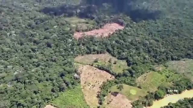 Disidencias de las Farc destruyeron hectáreas en Putumayo para la siembra de coca