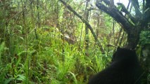 Captan tiernas imágenes de un grupo de oso de anteojos en zona rural de Neiva