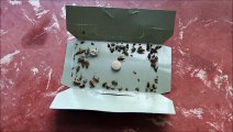 Grangemouth Islay Court German cockroach infestation