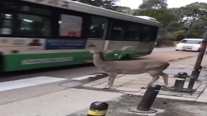 ¡Qué ejemplo! Este venado espera su turno para poder cruzar la calle