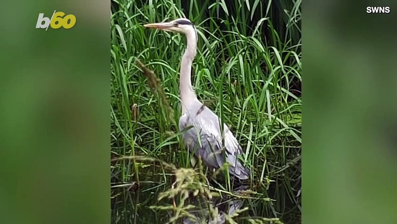 Long-Legged Heron Caught on Camera Wrestling Eel