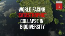 World is facing a ‘catastrophic’ collapse of biodiversity with animals disappearing from the wild