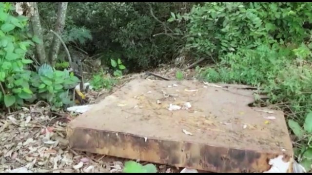 Diante de presença de onça em Cascavel, moradores pedem preservação ao Rio Quati