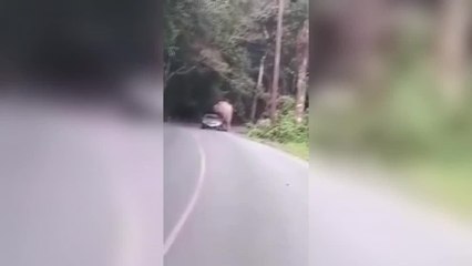 Elefante estuvo a punto de aplastar un vehículo con una familia en su interior