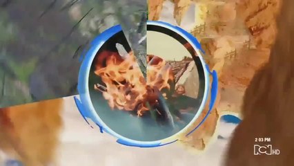 Salvemos al tigrillo: habitantes de Tabio promueven petición para protegerlo