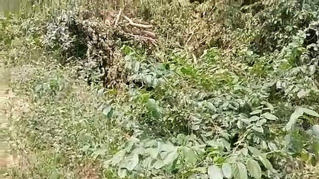 रात के अंधेरे में वन माफिया काटे जा रहे शीशम के पेड़, पुलिस बेखबर