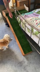 Dad Builds Ramp for Injured Doggy