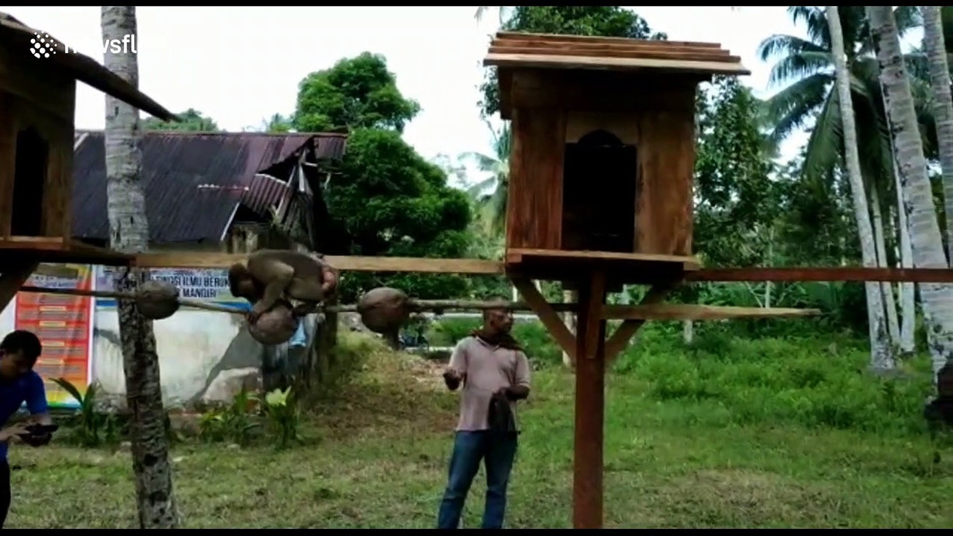 ⁣At this 'university' in Indonesia, monkeys are trained to pick coconuts