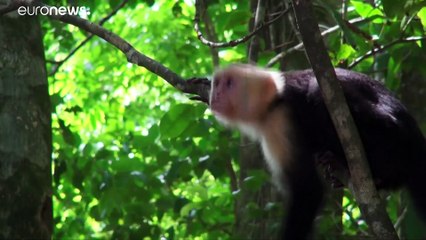 WWF : популяция животных на планете резко сократилась