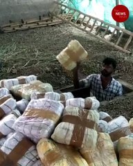 Bengaluru police seize 1,350 kg marijuana stored in goat farm