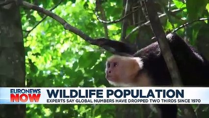 Global wildlife has declined by nearly two-thirds since 1970, says report