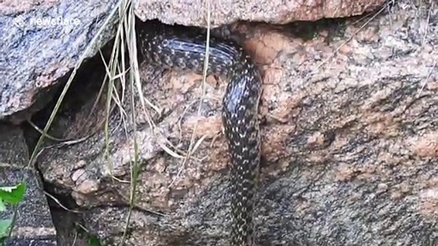 Rare moment two snakes have tug-of-war over fish in India