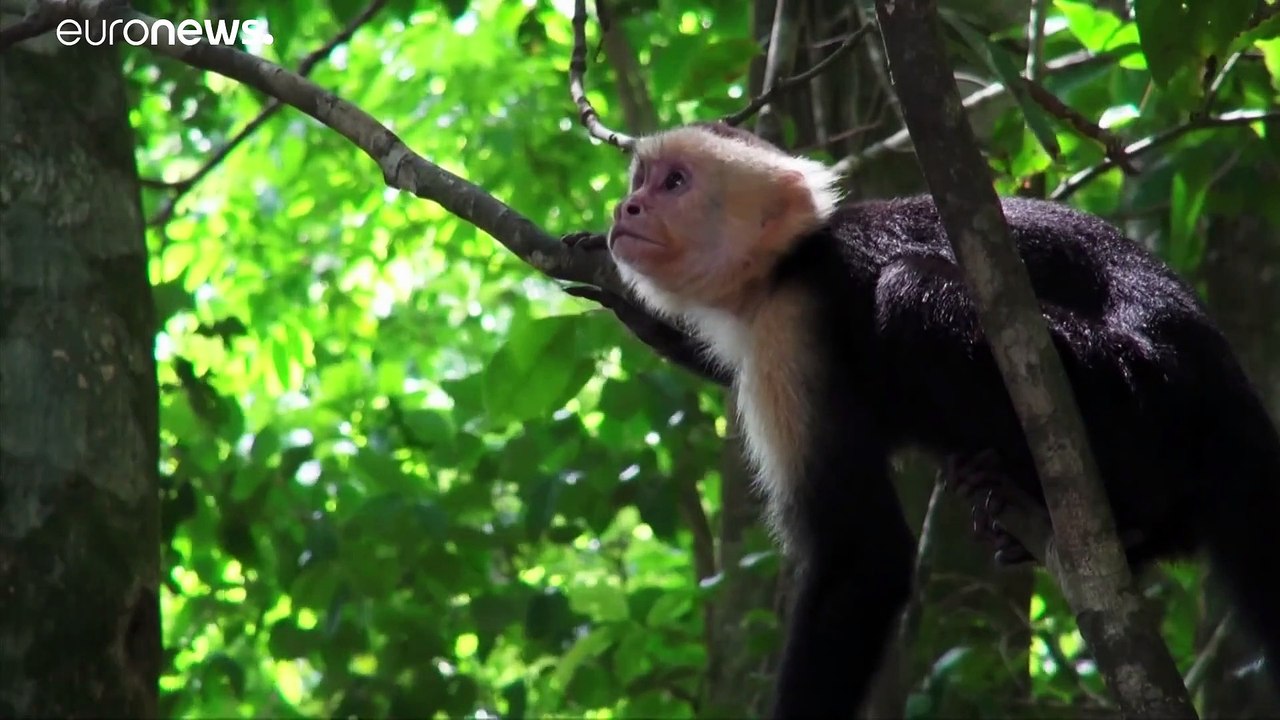 El planeta ha perdido dos tercios de su biodiversidad en medio siglo
