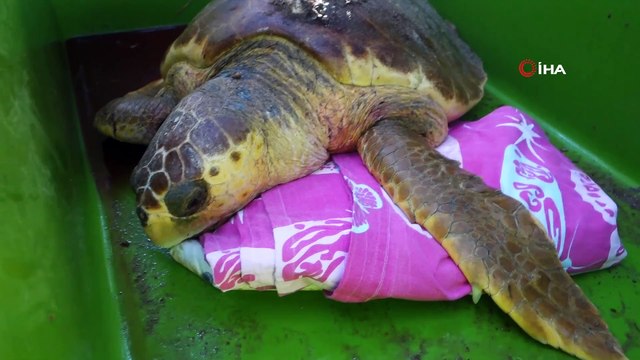 Belek’te caretta caretta yuvasında rekor kırıldı