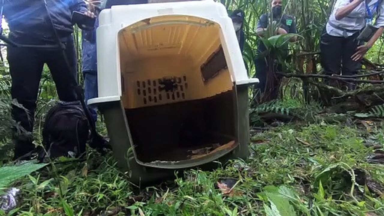 Tigrilla negra liberada